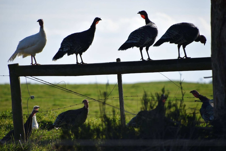 A group of turkeys on a fence on King Island