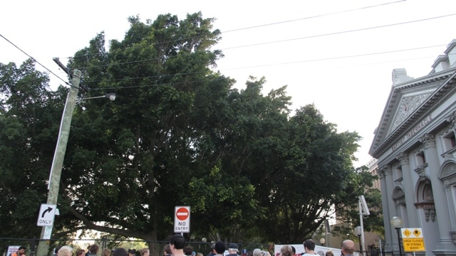 Newcastle Council's General Manager intervenes to stop the removal of the Laman Street fig trees.