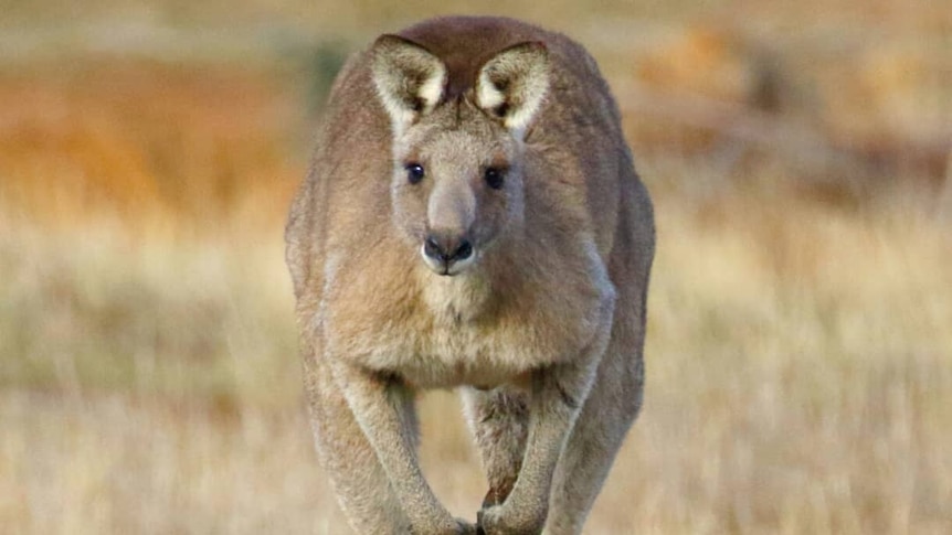 A kangaroo hops towards the camera.