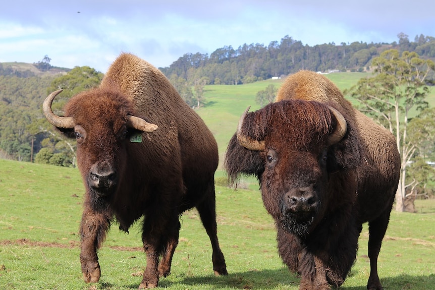two American Bison Bulls standing together in a green paddock