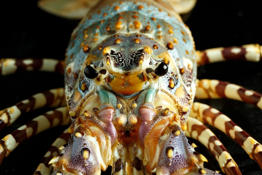 Close up, front on view of an adult tropical rock lobster.