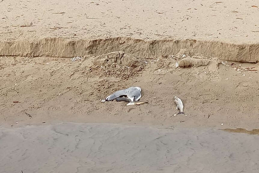 A dead silver gull and a dead fish lie on pale sand at a beach.