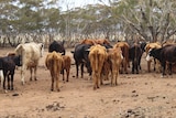 Skinny cows on a farm