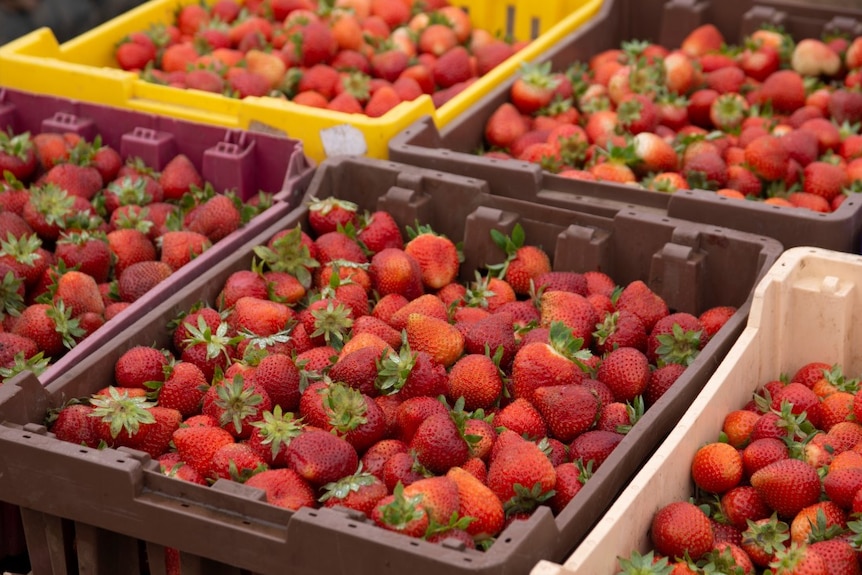 Tubs full of strawberries