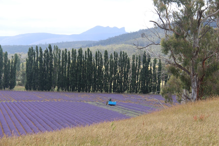 Harvest at Essential Oils Tas