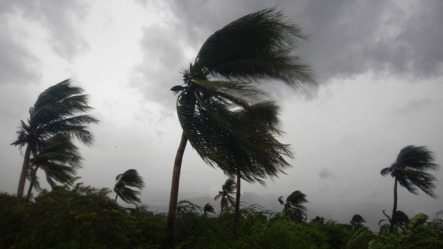 Wind blows coconut trees during the passage of Hurricane Matthew.