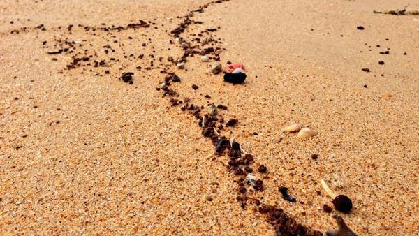 Small balls of tar washed up on Golden Beach
