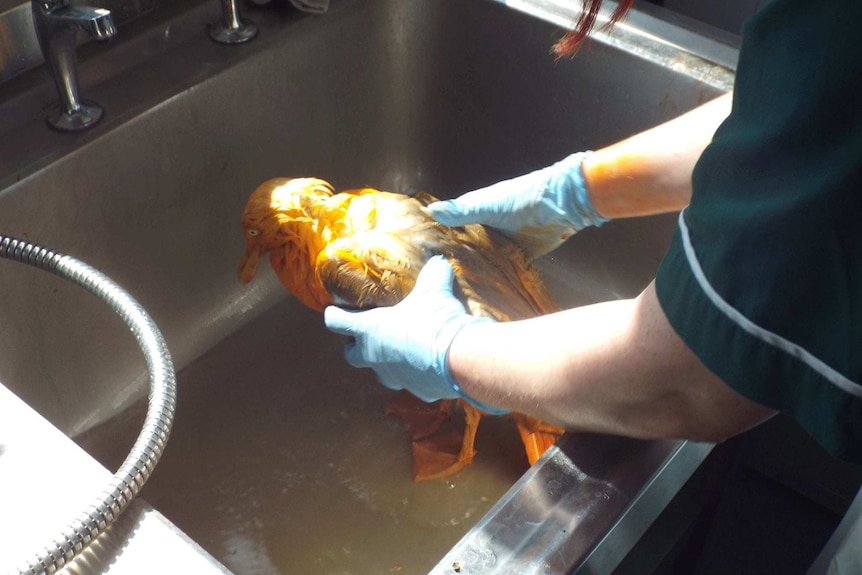 Orange seagull being washed