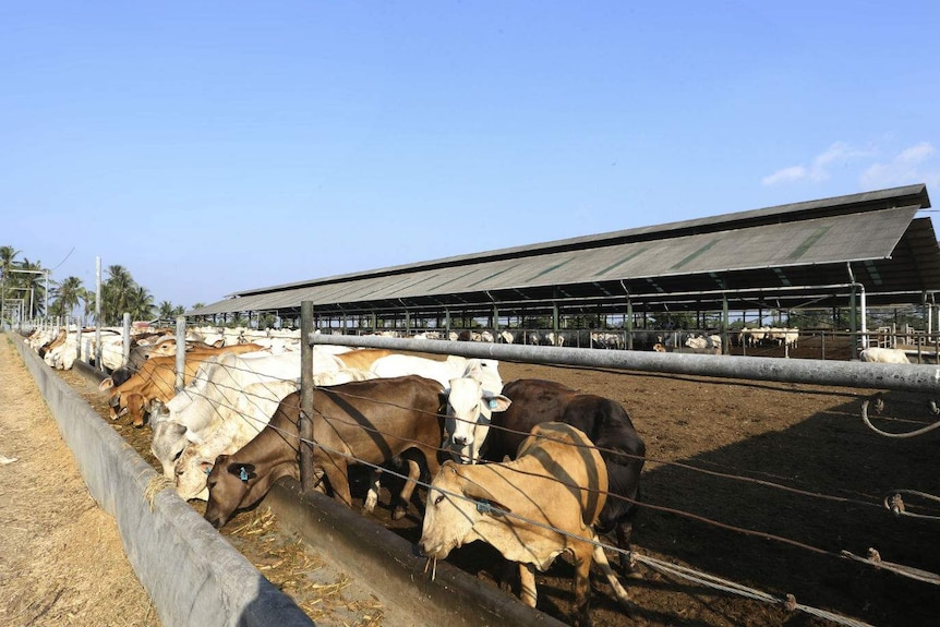 Cattle at feedlot.