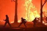 Raging flames in a bushfire setting.