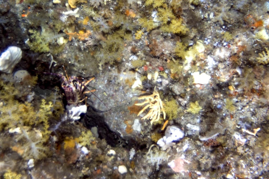 Lobster and soft coral on the sea bed
