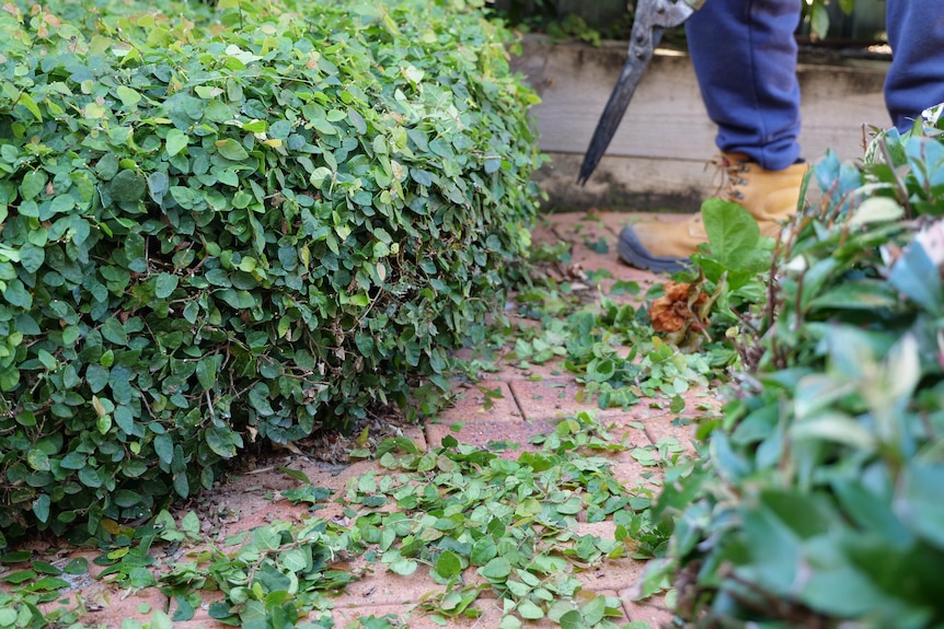 A freshly trimmed ankle-height hedge with a boot and shears in the background