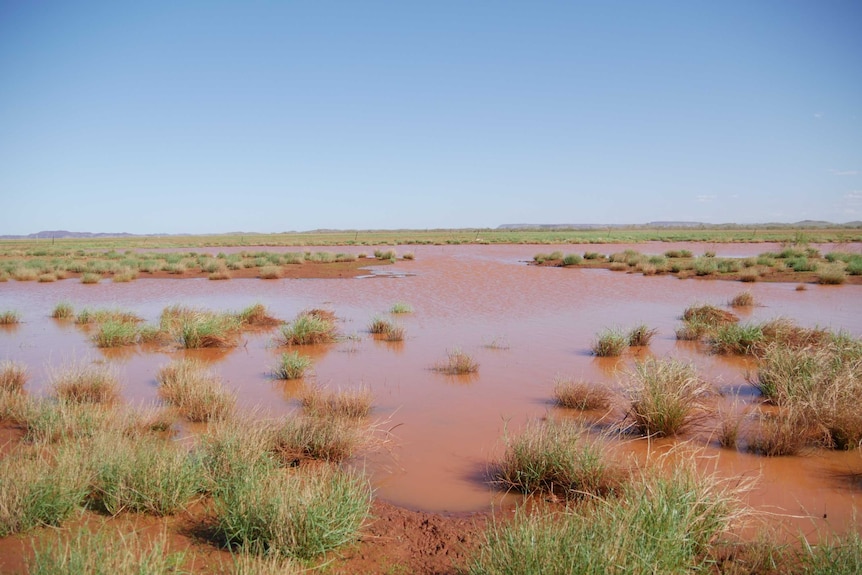 Brown flood water pooled on pastoral country