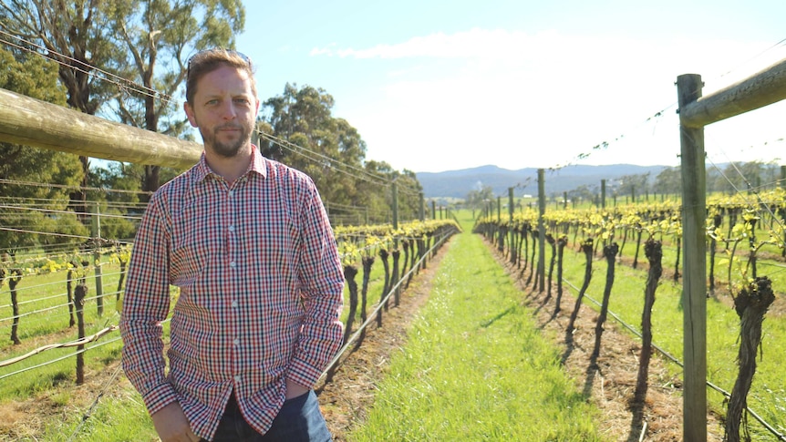 a man stands in the middle of a row of vines