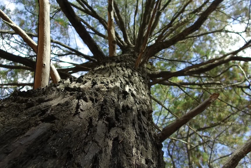Cyprus tree bark