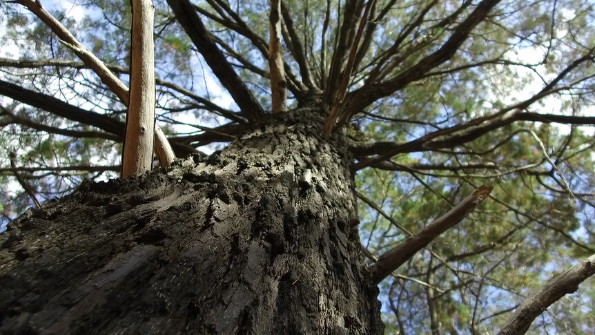 Cyprus tree bark