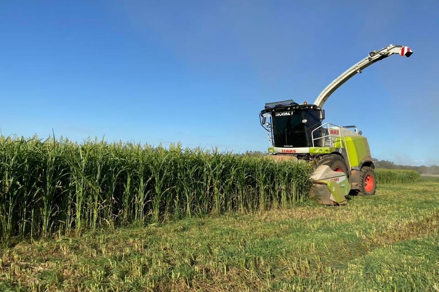 Forage harvester chopping corn