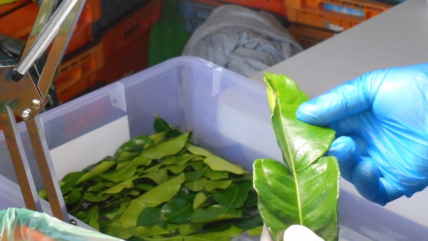 Inspecting a kaffir lime leaf