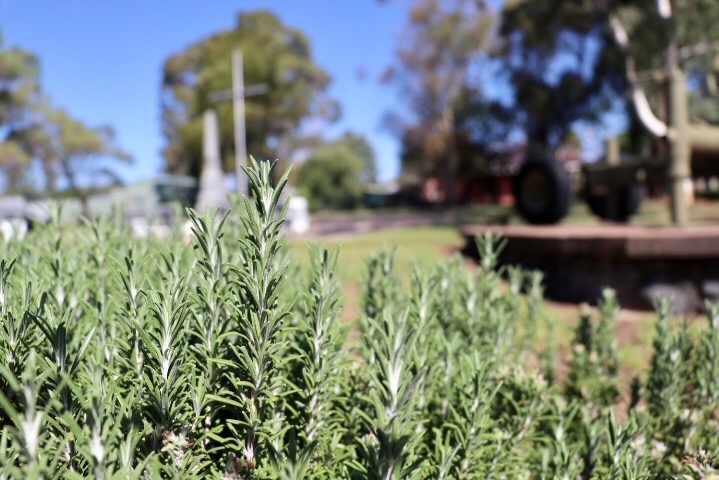 Close up shot of rosemary growing at Merriwa War Memorial, with cenotaph monument and historic gun blurred in background.