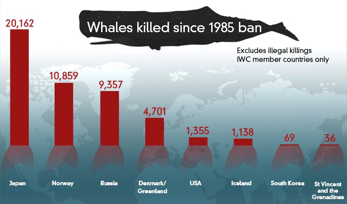 Commercial best sale whaling ban