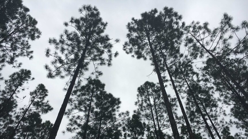 Looking up into a stand of pine trees