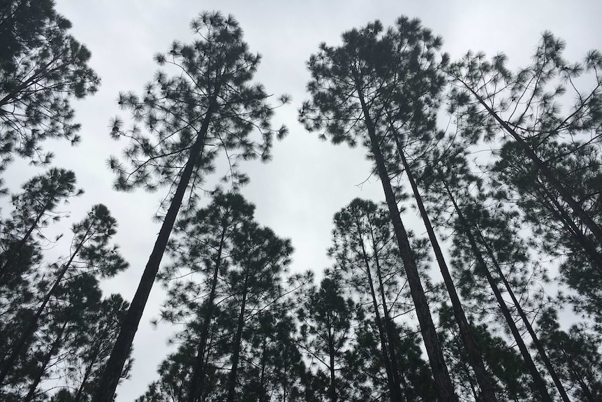 Looking up into a stand of pine trees