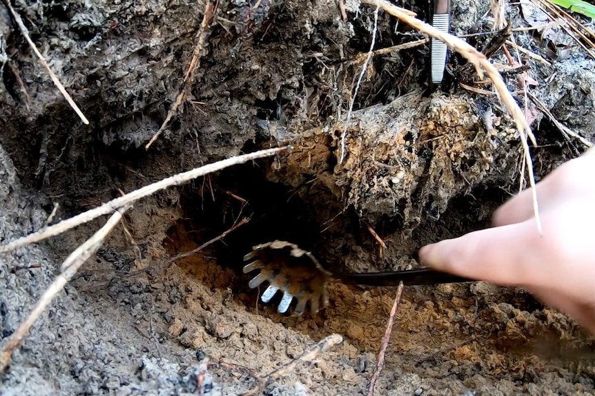 Close up of a spaghetti spoon going into a sandy hole.