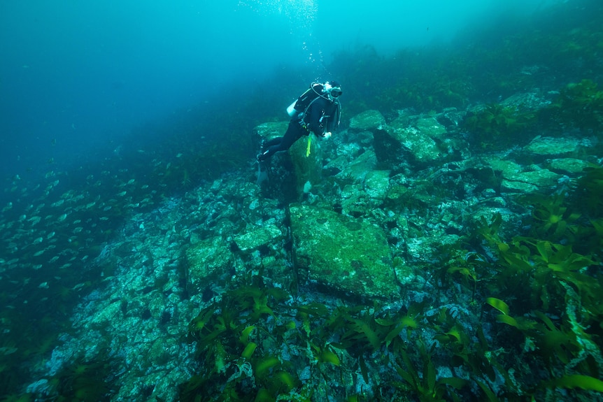Underwater photo of diver above rocky ocean floor absent of seaweed or kelp. Dark, spikey sea urchins dot the ocean floor