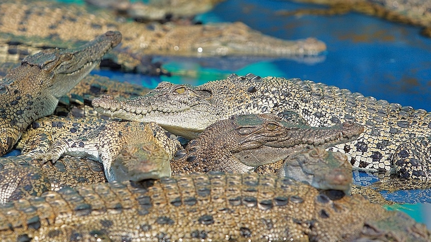 A close-up of several juvenile crocs piled over each other at Hartley's Crocodile Farm