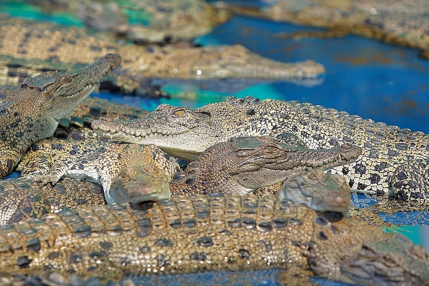 A close-up of several juvenile crocs piled over each other at Hartley's Crocodile Farm