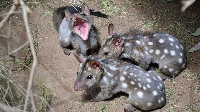 baby quolls