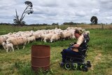A farmer on a wheelchair in a paddock looks at nearby sheep. 