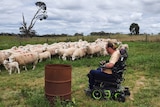A farmer on a wheelchair in a paddock looks at nearby sheep. 