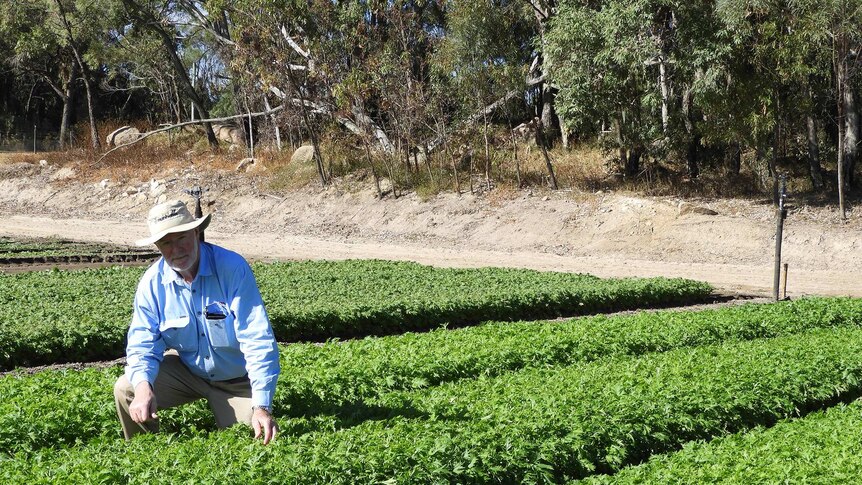 A man crouches in a green crop