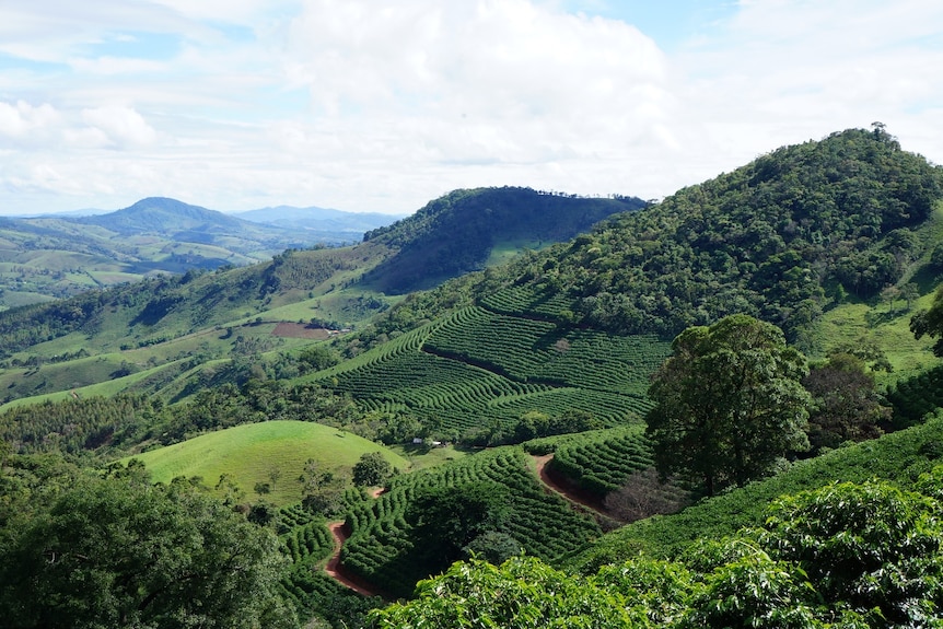 Rows of bright green coffee trees among rolling hills and lush green country side 