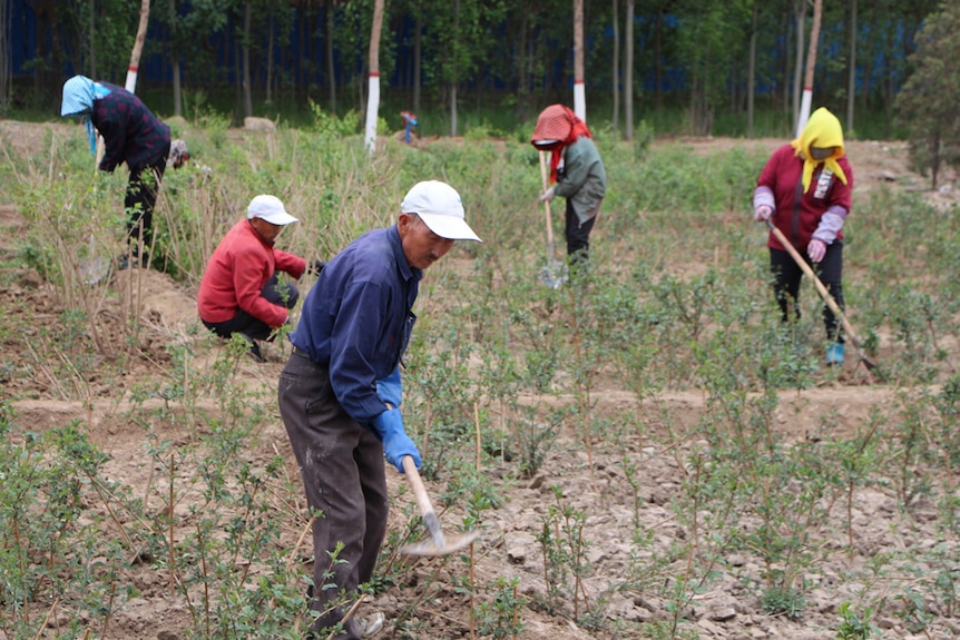Workers weeding and planting trees