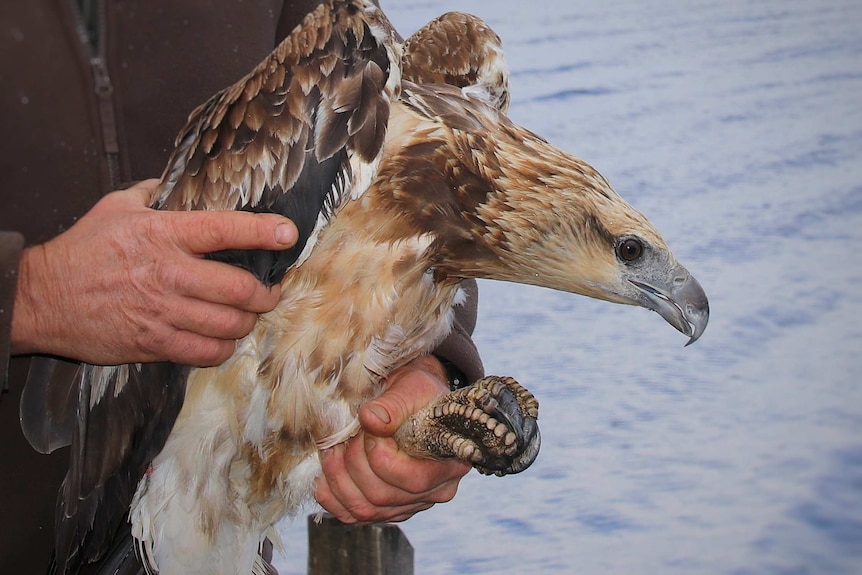 A sea eagle from Raptor Refuge being held, Tasmania, April 2020
