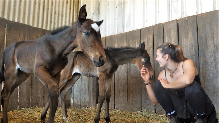 The twin foals in a stable with farm hand Nicole Kumpfueller.