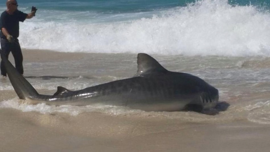 Brendon Hilder with the tiger shark on Shelley Beach near Albany