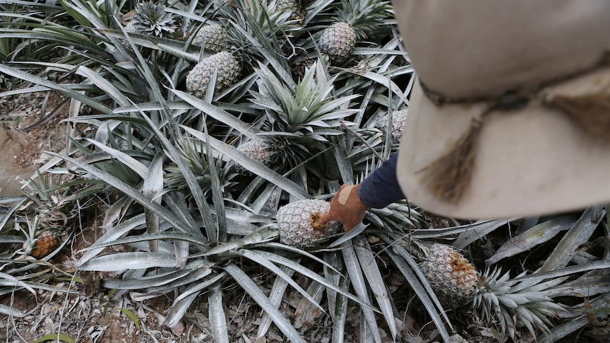 Farmer inspects mouldy pineapples.