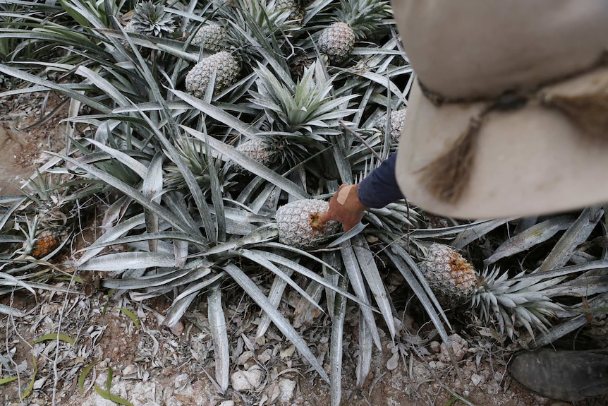 Farmer inspects mouldy pineapples.