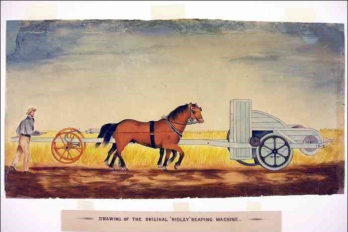 A picture of a horse and wheat harvesting device. 