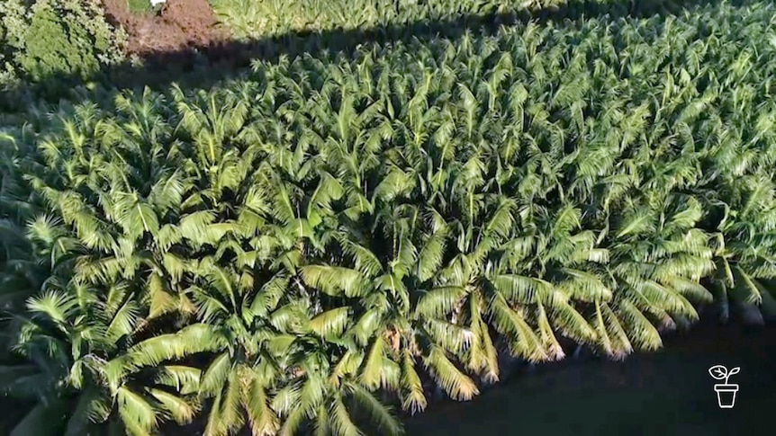 Aerial photo of palm trees