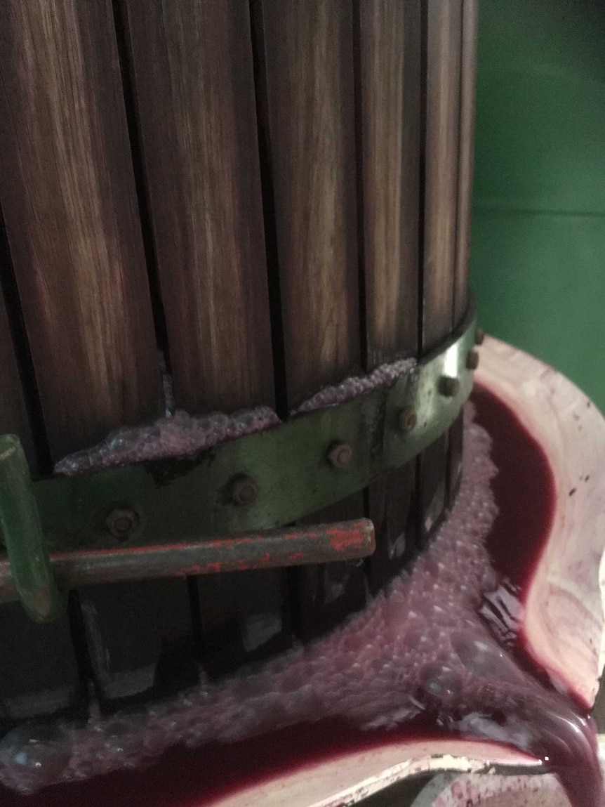 Steady flow of crushed red grapes