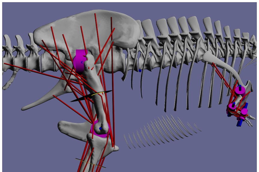 Muscle paths are in red and joints are in blue.