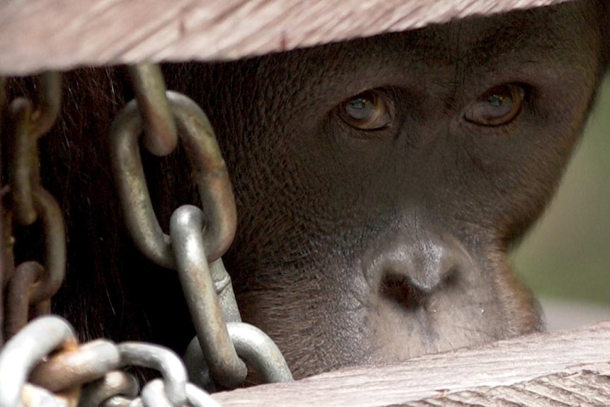 Orangutan looks out between two wooden planks