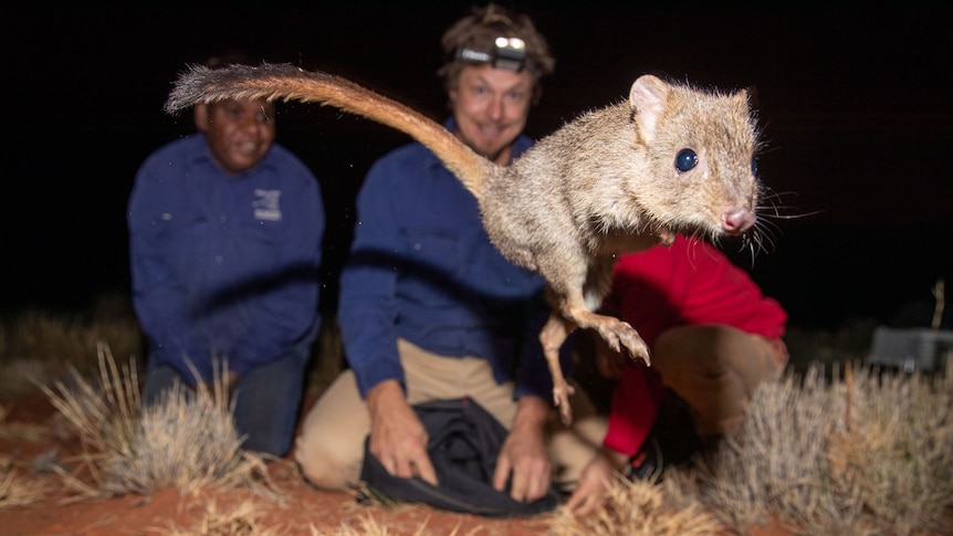 Small marsupial jumping, with smiling people blurred in the background