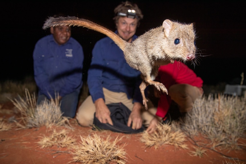 small marsupial jumping, with smiling people blurred in the background