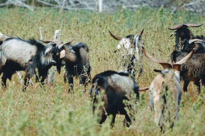 Furry goats in bushland