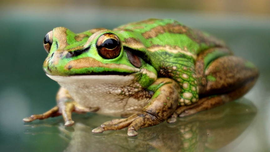 A green and golden bell frog sits on glass and casts a reflection of itself